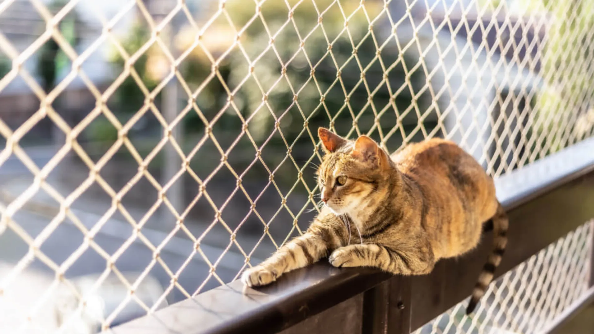 5 Melhores Telas de Proteção para Janelas de 2025 (Crianças, Gatos, Anti-inseto)